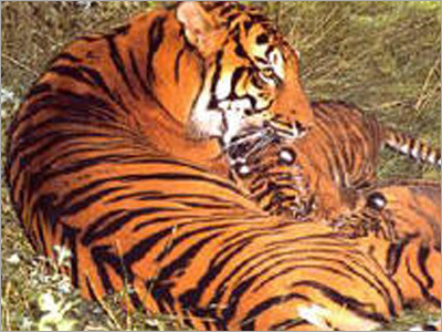 जंगली जीवन यात्रा