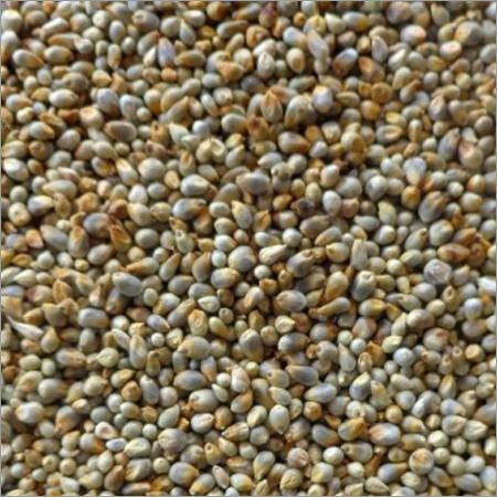 Kambu Millet