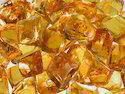 Gum Rosin - 95% Purity, Yellow Color | Hydrocarbon Resin, Industrial Grade, Ideal for Industrial Applications