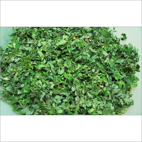 Moringa Dry Leaves