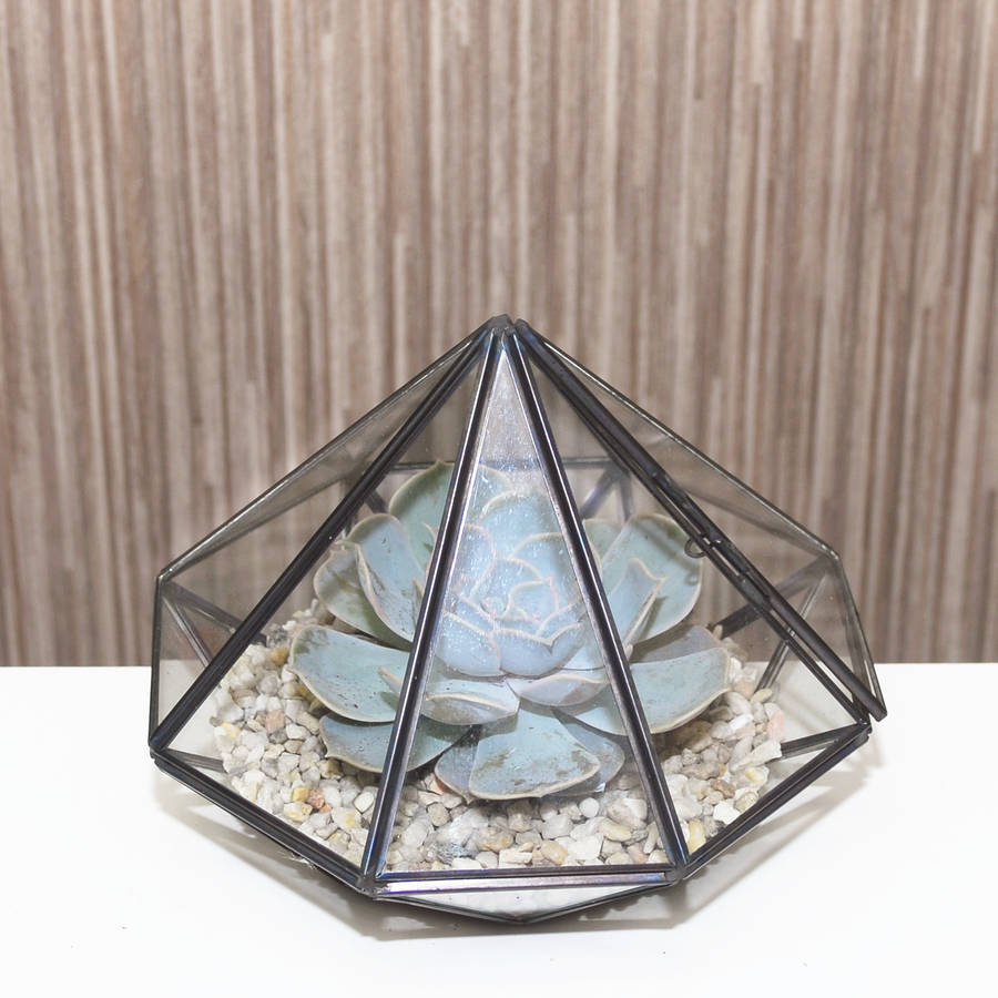 Black Garden Plant Terrarium