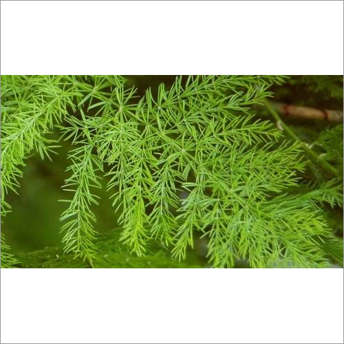 शतावरी के पौधे