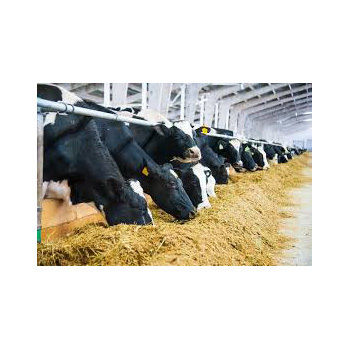 Organic Cattle Feed Grade: A