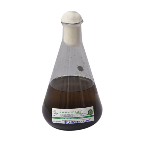 एंपेलोमाइसेस क्विस्क्वालिस