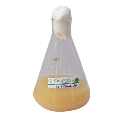Bacillus Subtilis