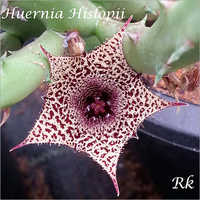 Huernia Hislopii