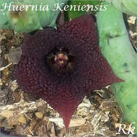 Huernia Keniensis