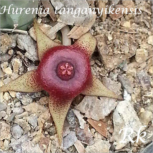 Plant Hurenia Tanganyikensis