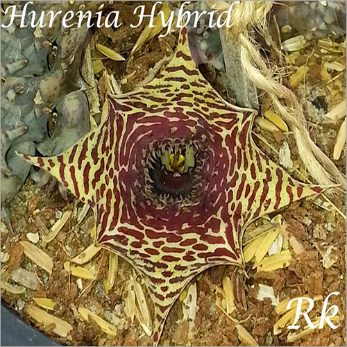 Hurenia Hybrid - Flower Plant Variety | Vibrant Blooms, Low Maintenance, Indoor/Outdoor Versatility