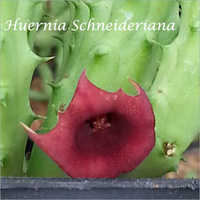 Huernia Schneideriana