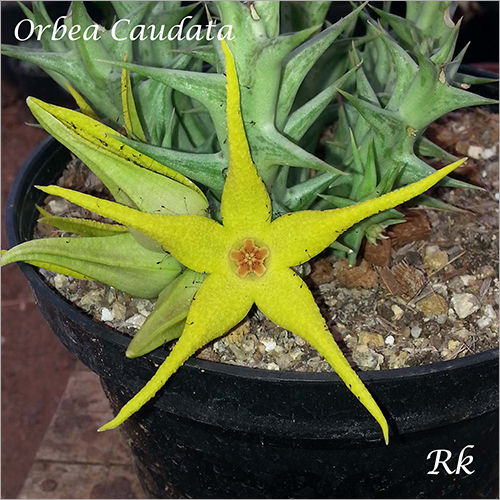 Plant Orbea Caudata