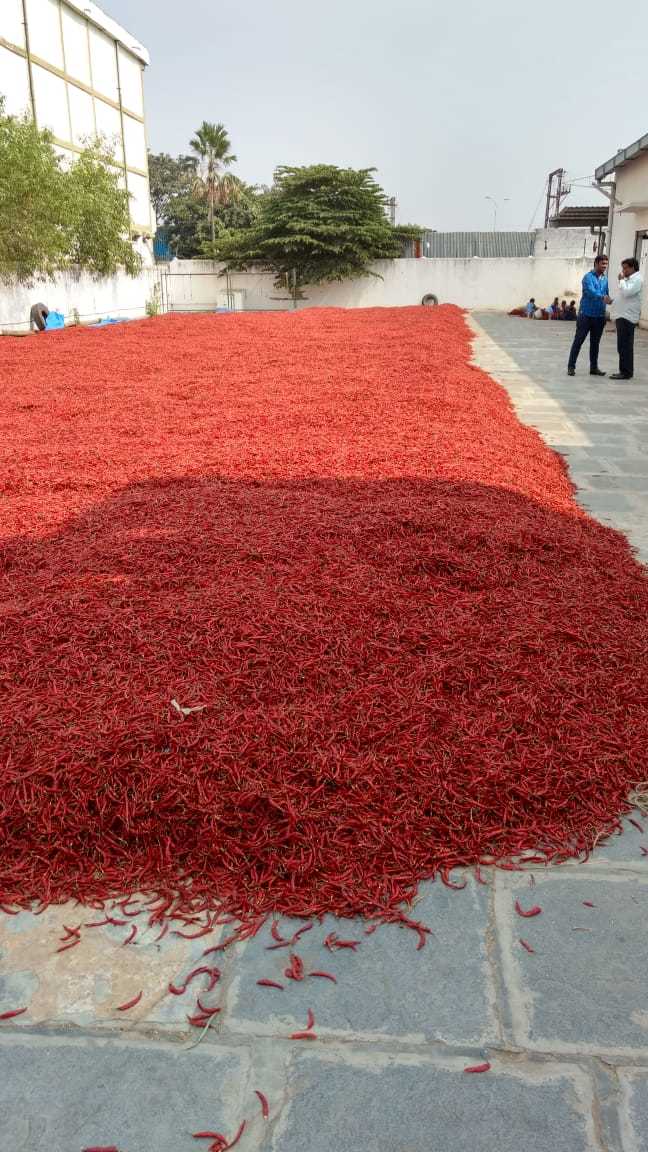 Dry Red Chilly