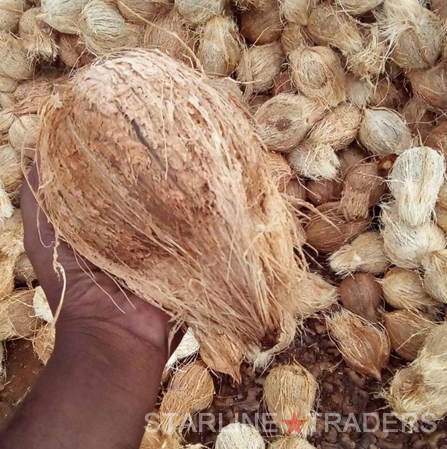 Brown Semi Husked Indian Coconut