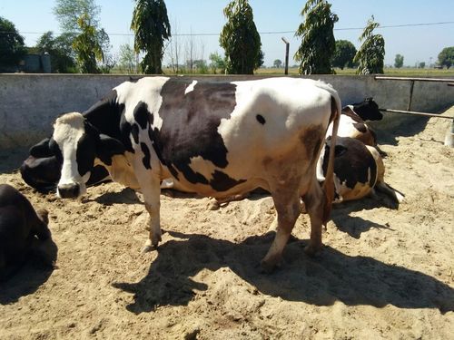 Hf Cows In Farms