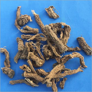 कोलियस बारबाटर्स रूट्स