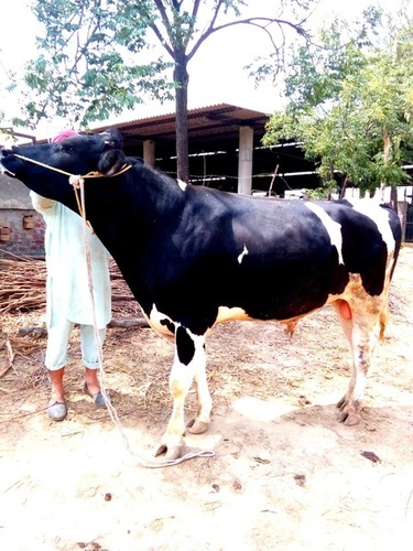 एचएफ गाय बैल