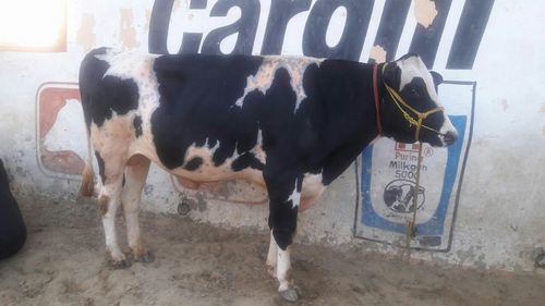 करनाल में Hf गाय सांड