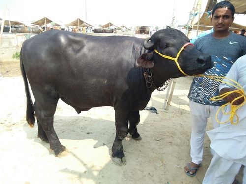 Black Pure Murrah Breed Bull In Karnal