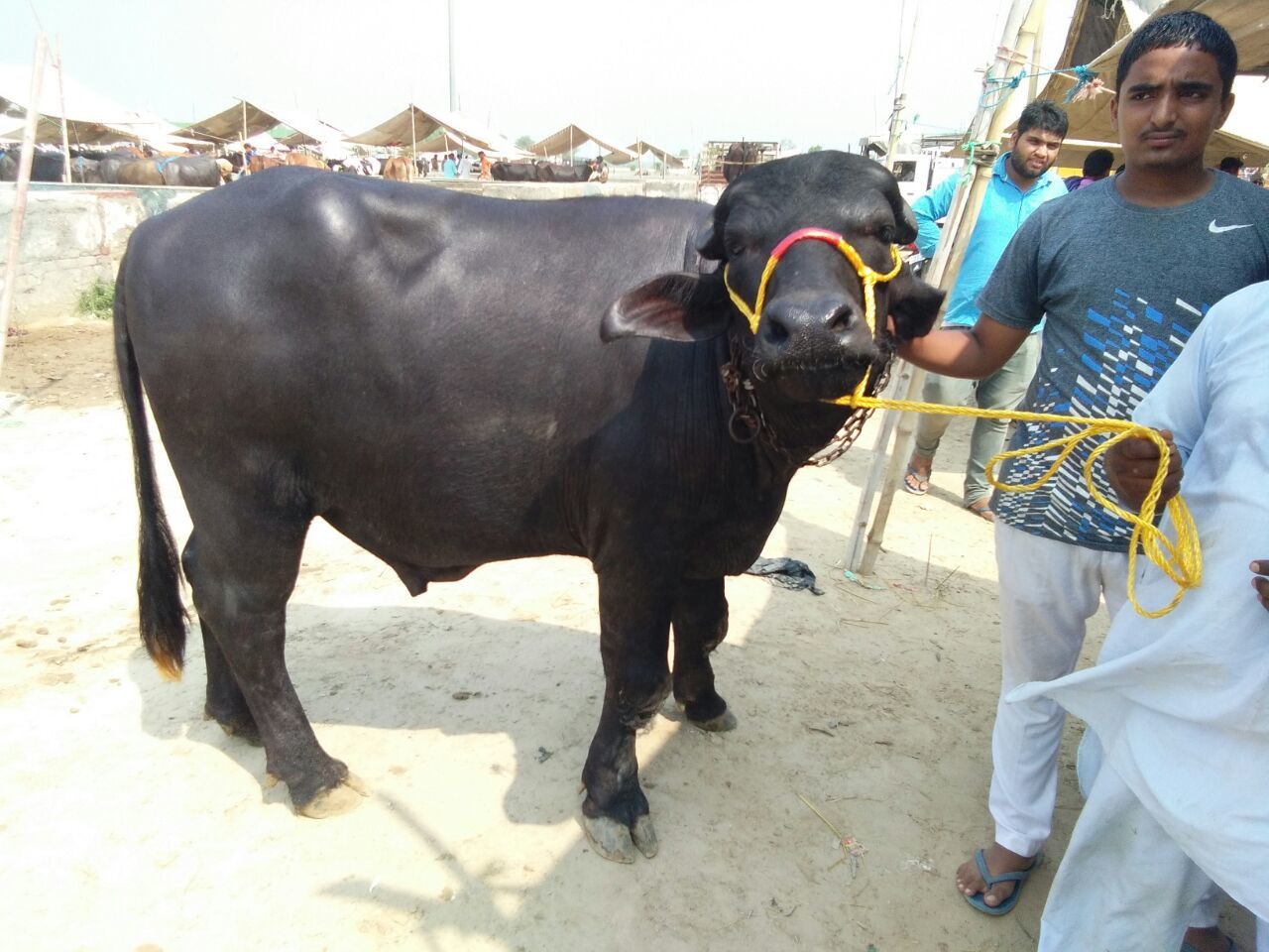 Black Pure Murrah Breed Bull In Karnal