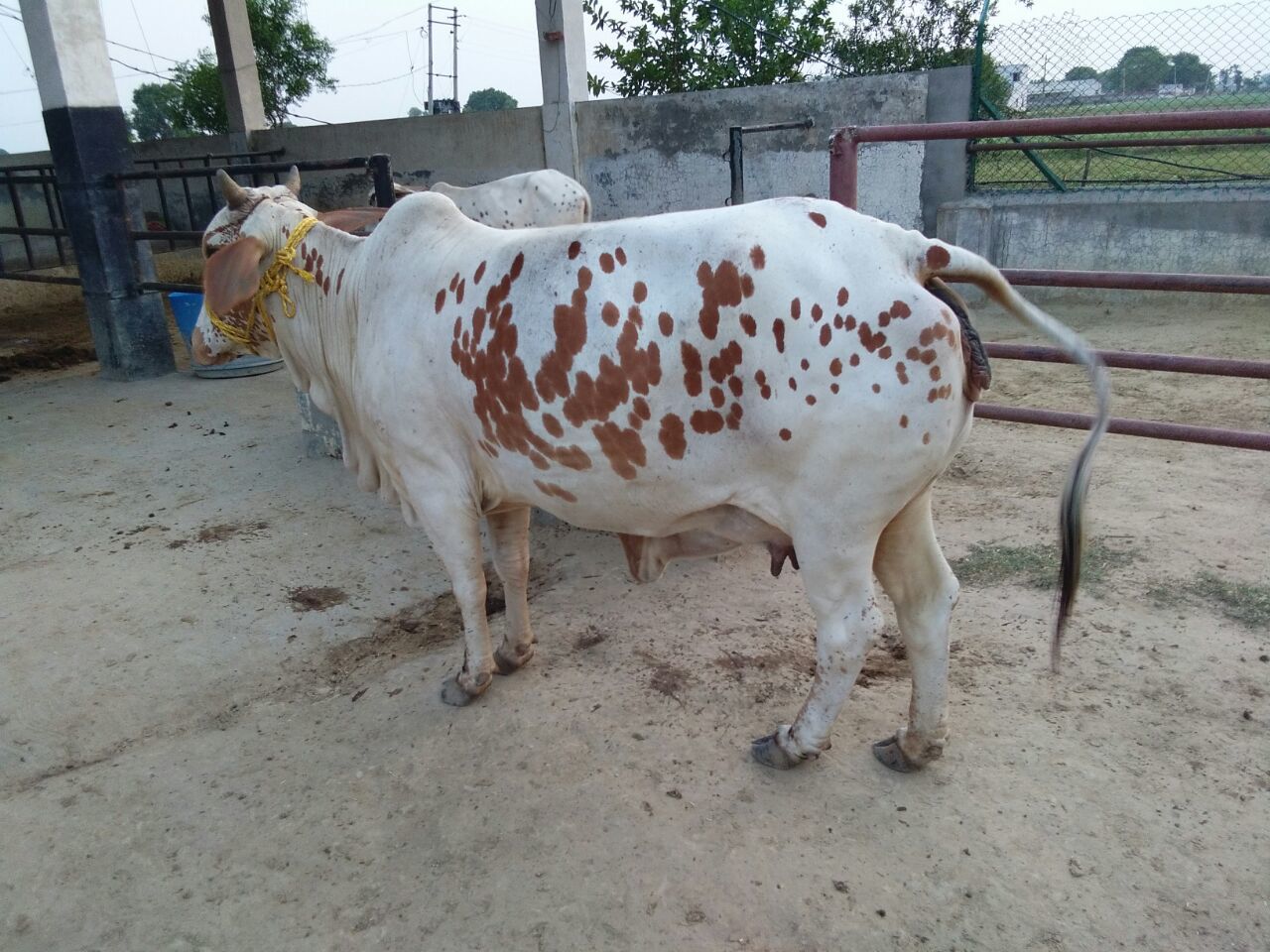 Rathi Cow - Brown Color, Medium Size (400-500 Kg, 120-130 Cm) | High Milk Yield, Drought Resistant, Disease Resistance, Easy Calving, Good Temperament