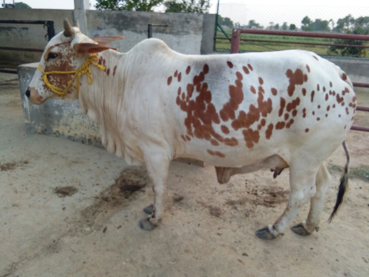 Rathi Cow - Brown Color, Medium Size (400-500 Kg, 120-130 Cm) | High Milk Yield, Drought Resistant, Disease Resistance, Easy Calving, Good Temperament