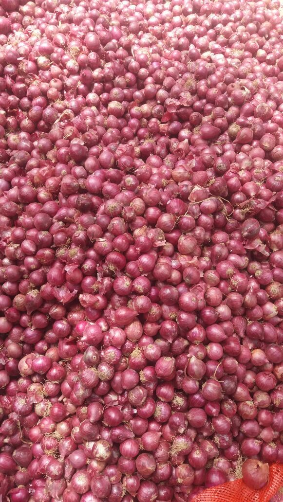 Onion