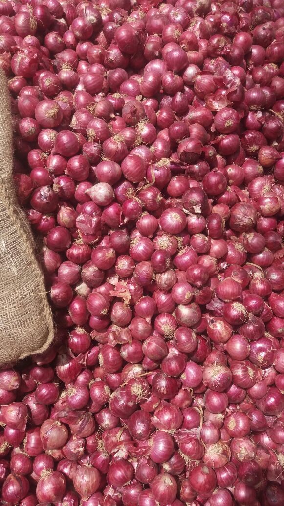 Onion