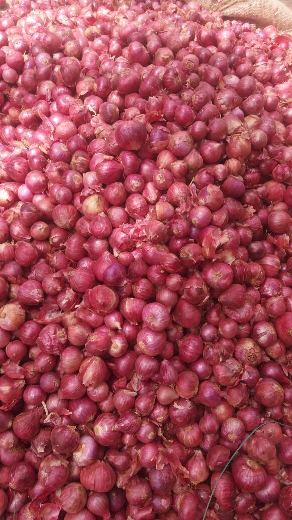 Onion