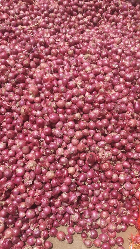 Onion