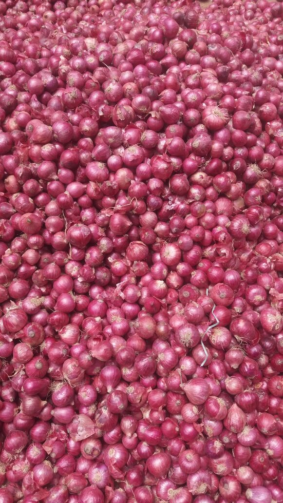 Onion