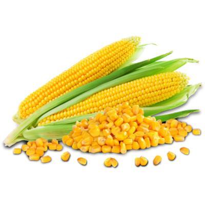 Normal Yellow Corn