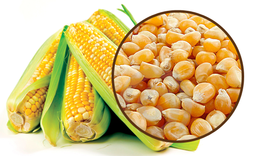 Normal Yellow Corn