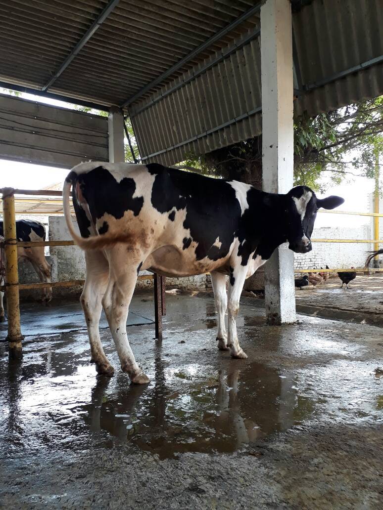 Hf Heifer Breeder - Holstein Friesian, 1.4-1.6m Height, Black And White, 500-700 Kg Weight | Climate Resilient, High Milk Yield, Hygienic, Vaccinated