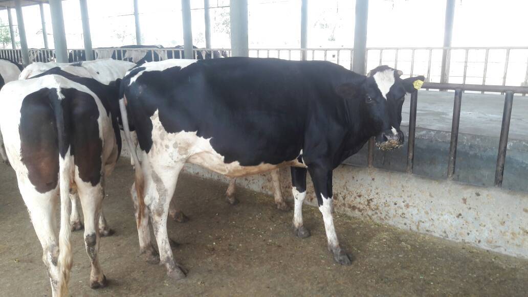 Hf Heifer Breeder - Holstein Friesian, 1.4-1.6m Height, Black And White, 500-700 Kg Weight | Climate Resilient, High Milk Yield, Hygienic, Vaccinated