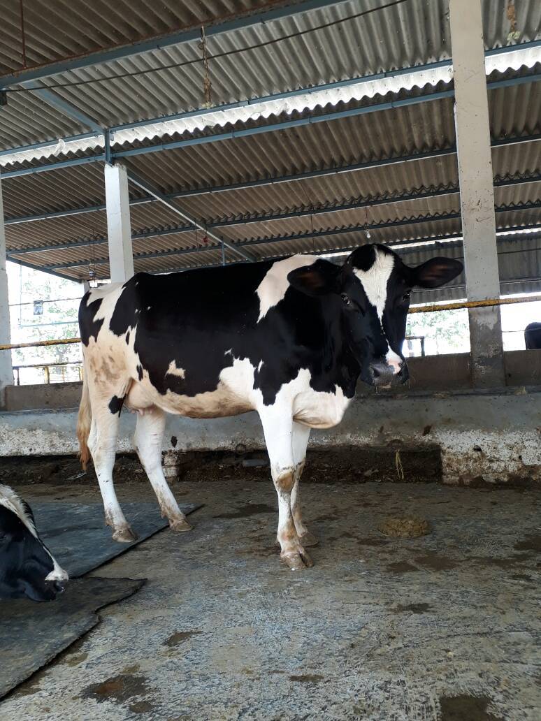 Hf Heifer Breeder - Holstein Friesian, 1.4-1.6m Height, Black And White, 500-700 Kg Weight | Climate Resilient, High Milk Yield, Hygienic, Vaccinated