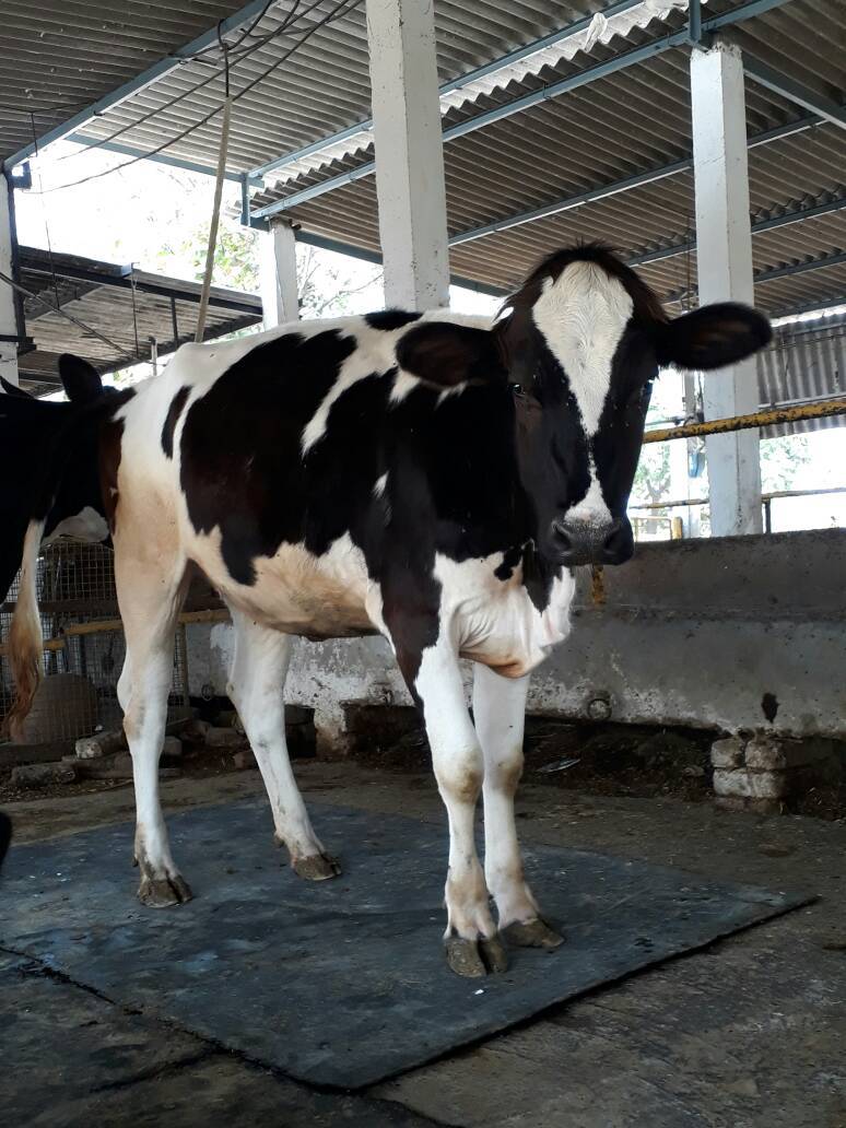 Hf Heifer Breeder - Holstein Friesian, 1.4-1.6m Height, Black And White, 500-700 Kg Weight | Climate Resilient, High Milk Yield, Hygienic, Vaccinated