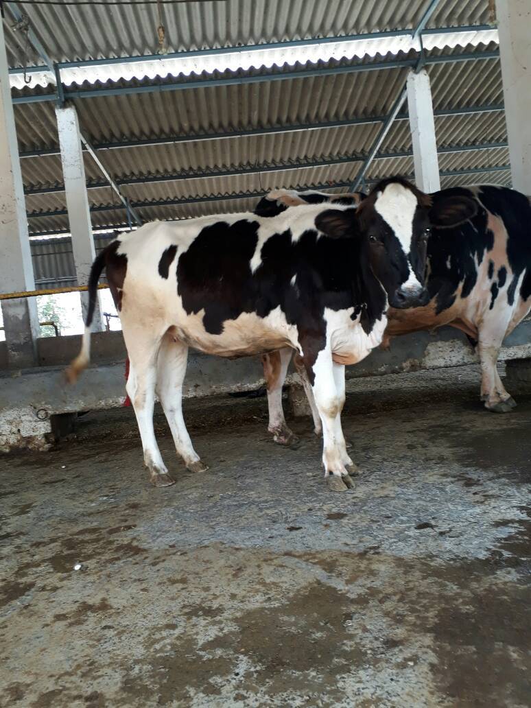 Hf Heifer Breeder - Holstein Friesian, 1.4-1.6m Height, Black And White, 500-700 Kg Weight | Climate Resilient, High Milk Yield, Hygienic, Vaccinated