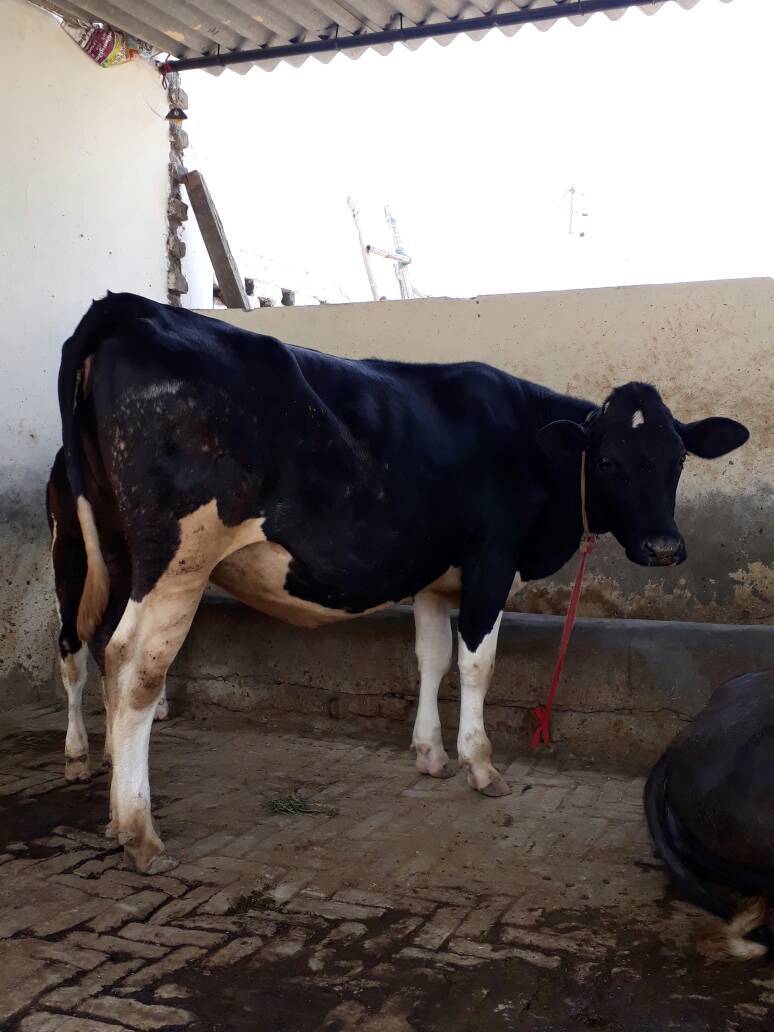 Hf Cross Cow Heifers - Dairy Breed With High Milk Production, 50 Gallons/day, Healthy And Pure, Properly Vaccinated, Long Head, Attractive Angles Over Hips And Shoulders