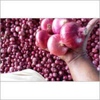 ताजा प्याज