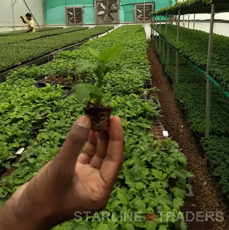 Eco-friendly Coco Peat Disc