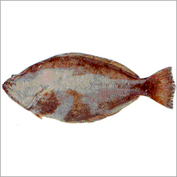 हैलीबट मछली