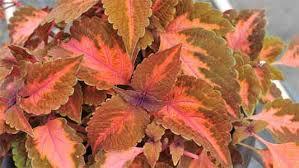 Coleus - 12-18 Inches Height, 12-18 Inches Spread | Partial Shade, Moderate Water, Well-Drained Soil, Annual Hardiness