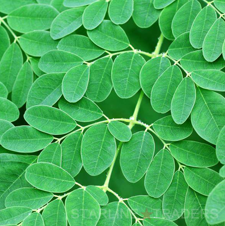 Moringa Leaf Powder Direction: Food & Drink