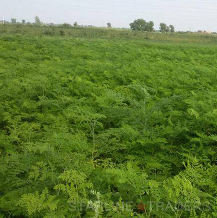 Moringa Leaf Powder Direction: Food & Drink