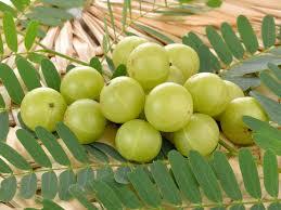 Amla - 1-2 cm Diameter, Green Round Fruit | Slightly Tart, Sour Taste, Winter Harvest