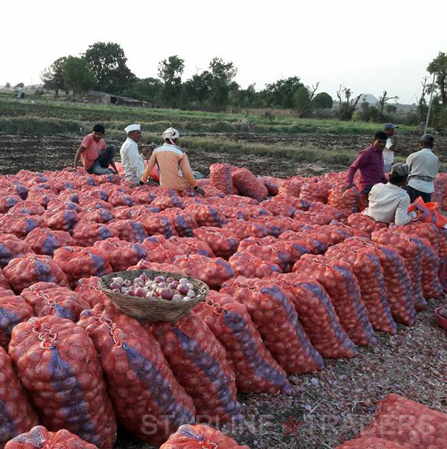 Red Onion