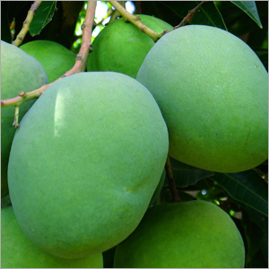 हरी आम