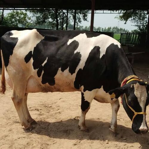 शुद्ध एचएफ गाय