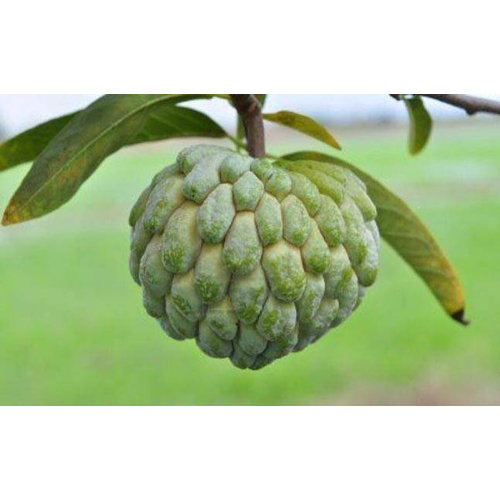 कस्टर्ड एप्पल