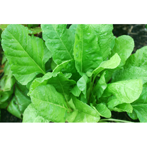 ऑर्गेनिक पालक